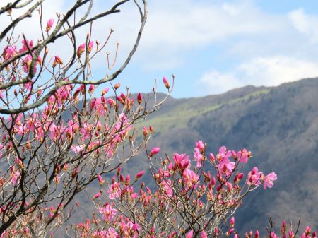 アケボノツツジ