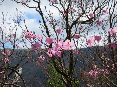 アケボノツツジ