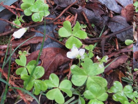 ミヤマカタバミ