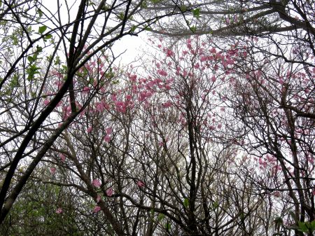 アケボノツツジ