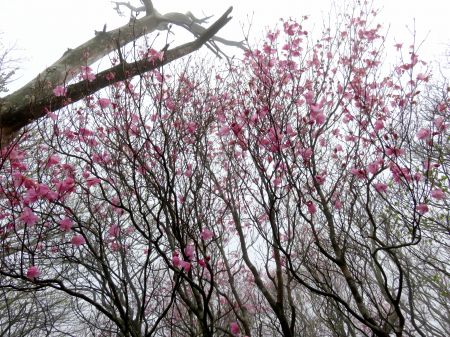 アケボノツツジ