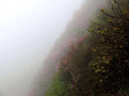 アケボノツツジ