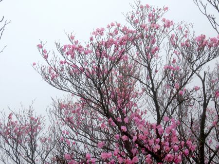 アケボノツツジ