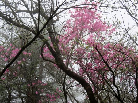 アケボノツツジ