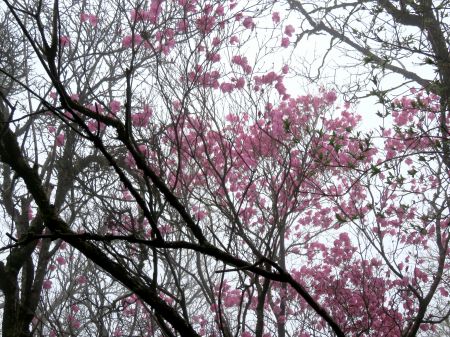 アケボノツツジ