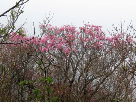 アケボノツツジ