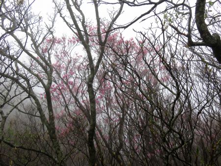 アケボノツツジ