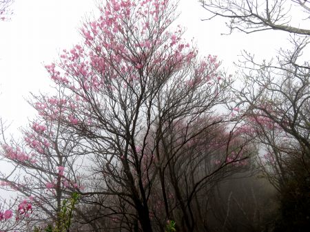 アケボノツツジ