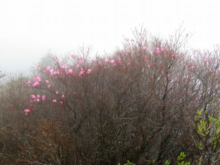 アケボノツツジ