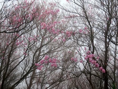 アケボノツツジ