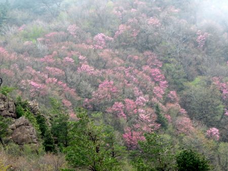 アケボノツツジ