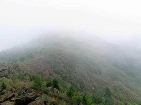 アケボノツツジ