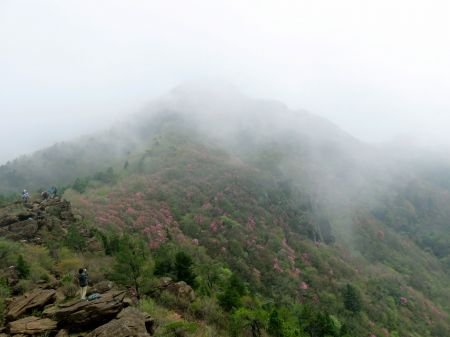 アケボノツツジ