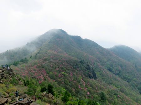 アケボノツツジ