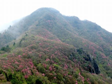 アケボノツツジ
