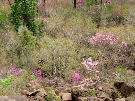 アケボノツツジ