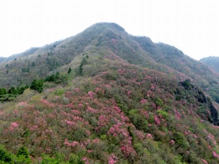 アケボノツツジ