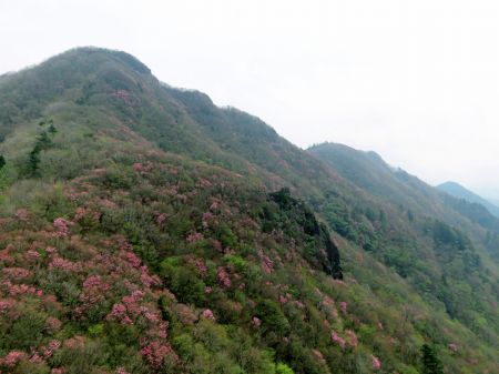 アケボノツツジ