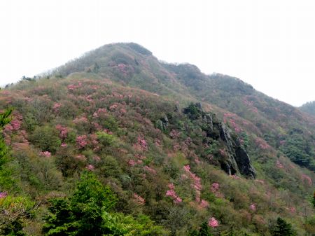 アケボノツツジ