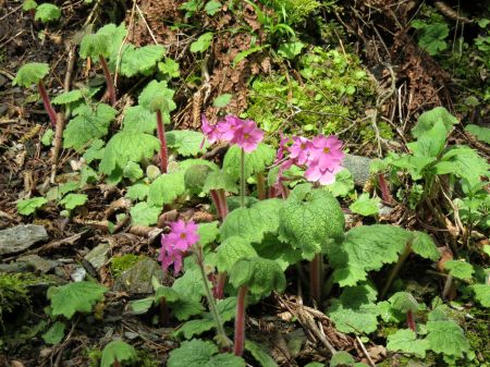 シコクカッコウソウ