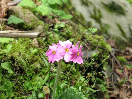 シコクカッコウソウ