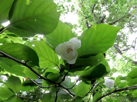 オオヤマレンゲ