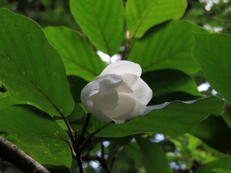 オオヤマレンゲ