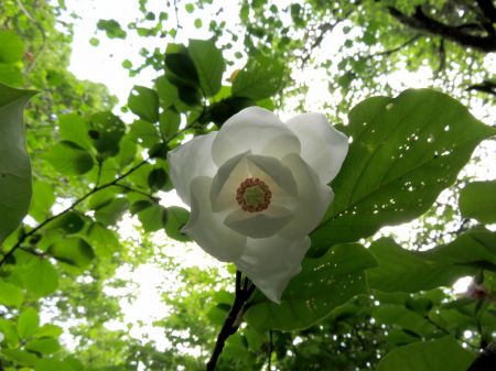 オオヤマレンゲ