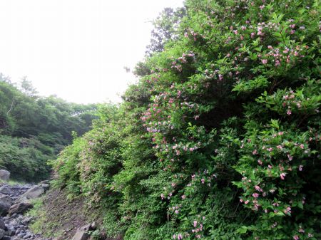 ツクシヤブウツギ