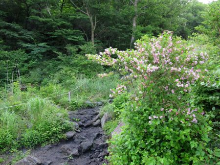 ツクシヤブウツギ