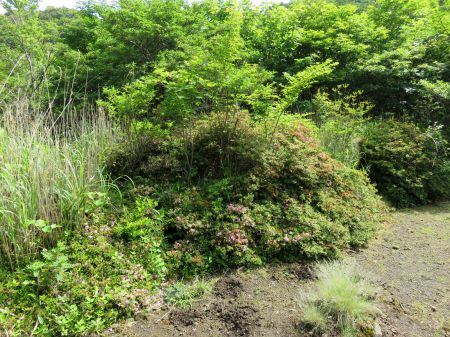 ミヤマキリシマ