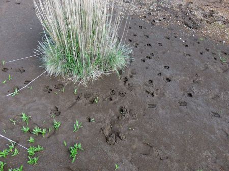 イノシシの足跡