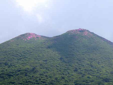 ミヤマキリシマ