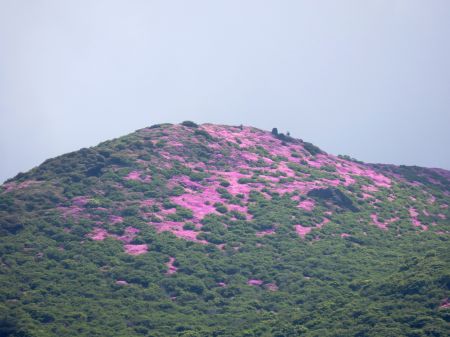 ミヤマキリシマ