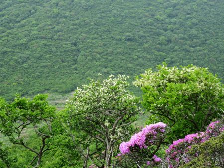 ツクシヤブウツギ