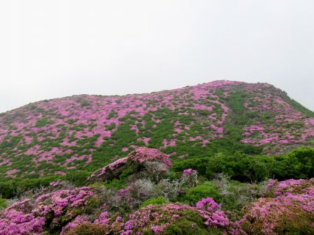 ミヤマキリシマ