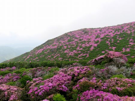 ミヤマキリシマ