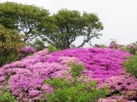 ミヤマキリシマ