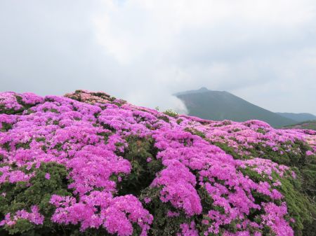 ミヤマキリシマ