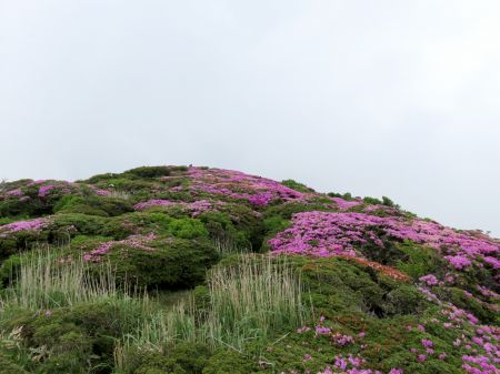 ミヤマキリシマ