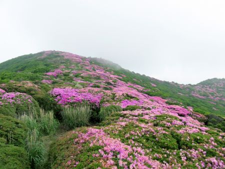 ミヤマキリシマ