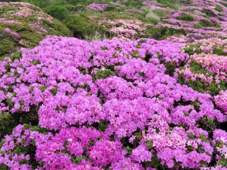 ミヤマキリシマ