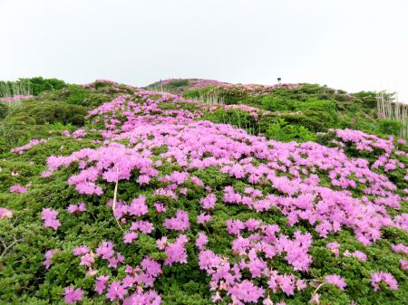 ミヤマキリシマ