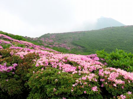 ミヤマキリシマ