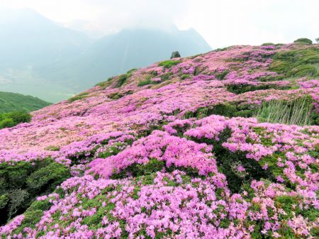 ミヤマキリシマ