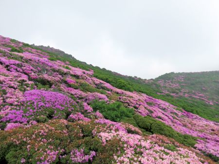 ミヤマキリシマ