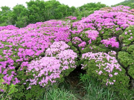 ミヤマキリシマ