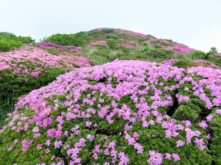 ミヤマキリシマ