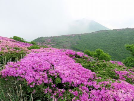 ミヤマキリシマ