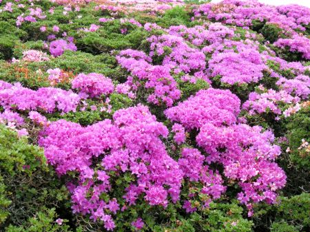 ミヤマキリシマ